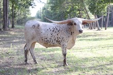 SRR Rodeo