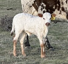 Silk and Lace 25 hef